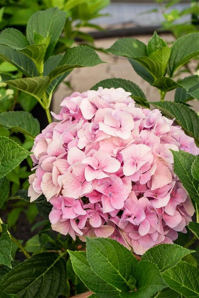 Nahaufnahme einer rosa Hortensienblüte mit grünen Blättern