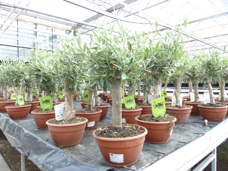 Olivenbaum Bonsai Formgehölz, Olive winterhart, Olea europaea 50 - 60 cm