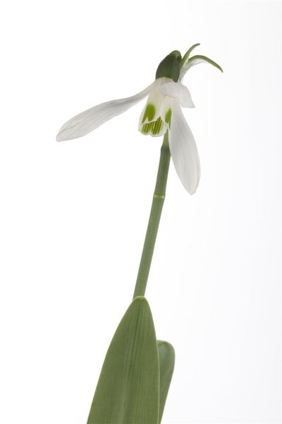 Galanthus nivalis, Schneeglöckchen, weiß, ca. 9x9 cm Topf
