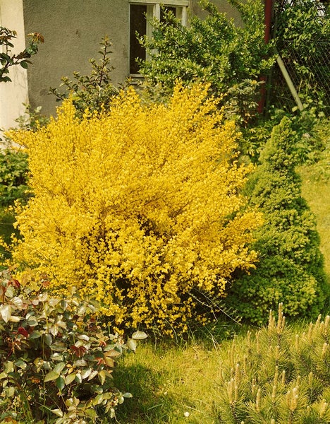 Cytisus praecox, Besenginster, gelb, 40–60 cm
