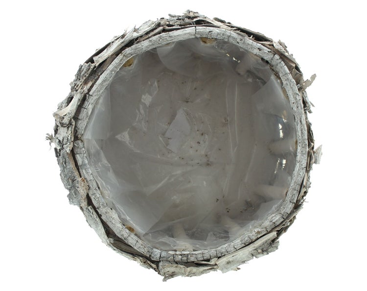 FRANK FLECHTWAREN | Pflanzer Birkenrinde, BIRKE, HOLZ, Ø 24 x 14 cm