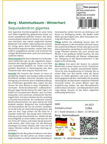 SAFLAX Garden to go - Berg - Mammutbaum - Sequoiadendron gigantea - 50 Samen - Mit Topf, Klima - Deckel und Anzuchtsubstrat