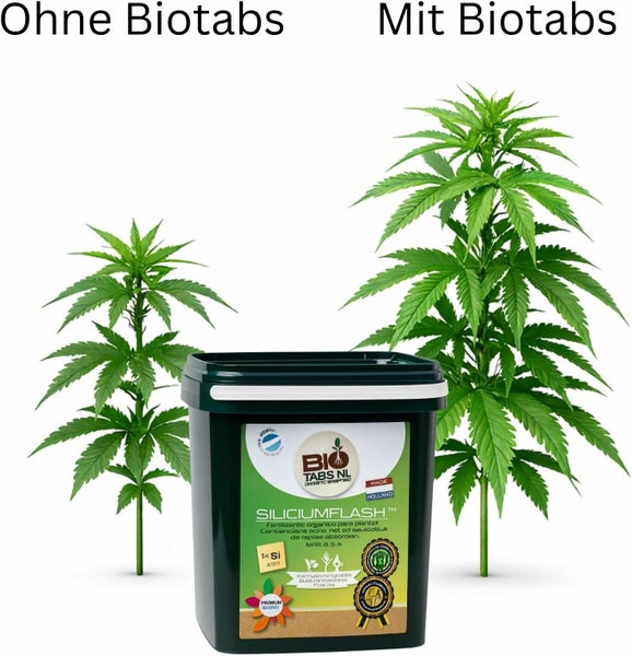 Vergleich des Pflanzenwachstums ohne und mit BioTabs Siliciumflash biologischem Dünger im Eimer.
