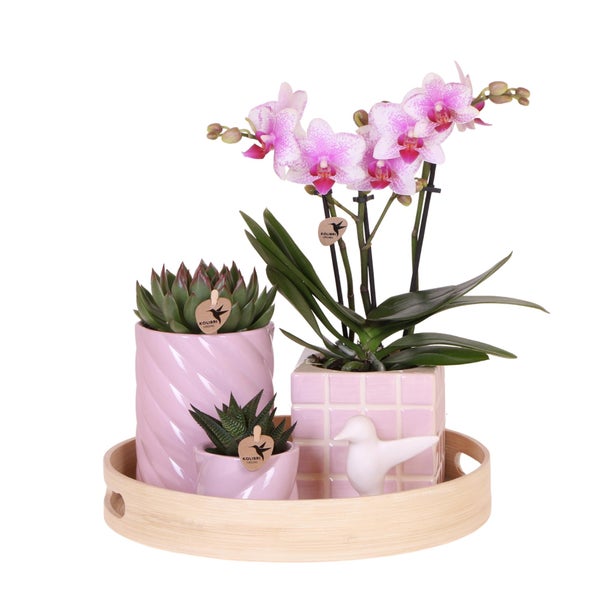 Kolibri Company Geschenkset Bunter Optimismus mit Rosa Phalaenopsis Orchidee und Sukkulenten inkl. Keramischen Ziertöpfen