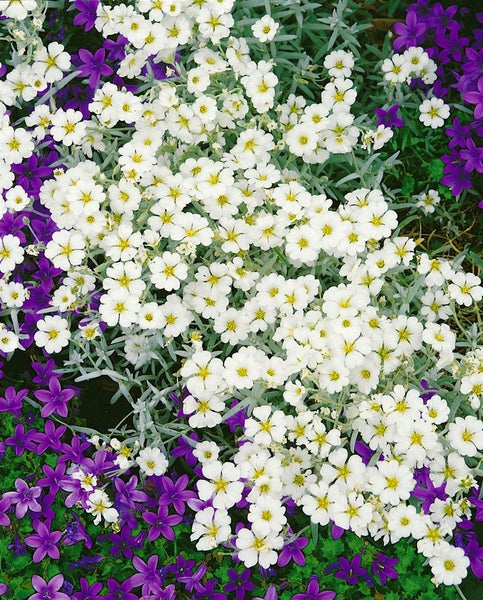 Cerastium biebersteinii, Silberteppich, silbrig-grau, ca. 9x9 cm Topf