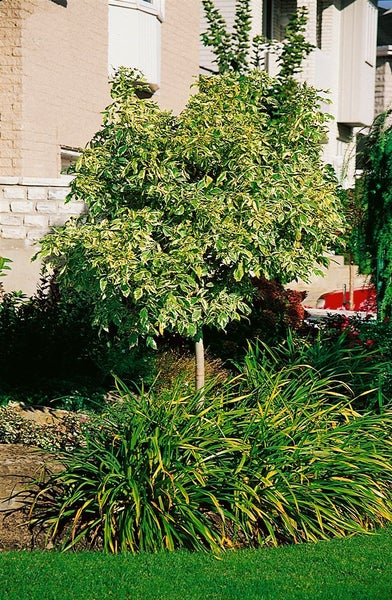 Zierbaum im Garten mit grün-weißen Blättern