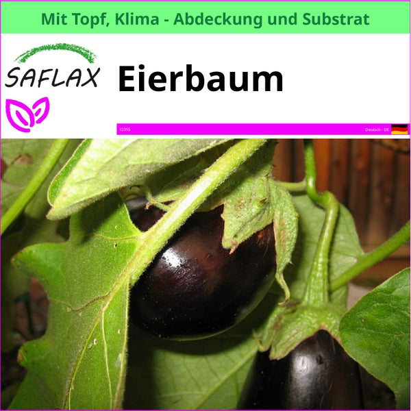 Saflax Eierbaum im Topf mit Klimaabdeckung und Substrat