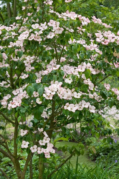 Blühender Blumenhartriegel im Garten