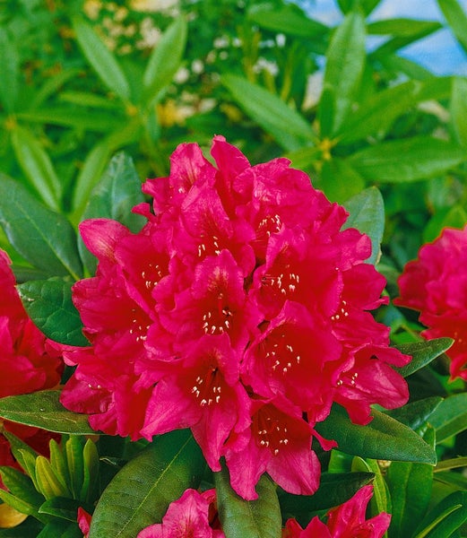 Rhododendron Hybr. 'Dr. H. C. Dresselhuys', rot, 30–40 cm
