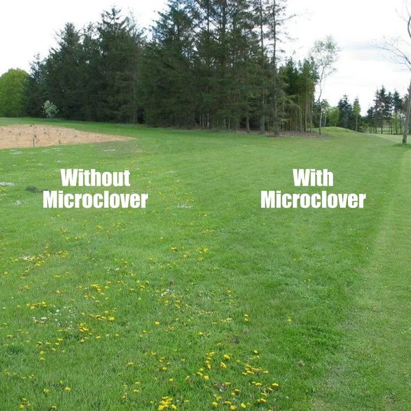 Organifer Micro Clover Samenpackung, 100 Gramm für 50 Quadratmeter