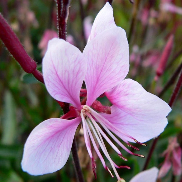 Zarte Gaura-Blüte im Detail