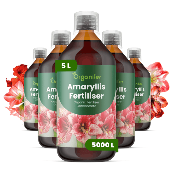 Fünf Flaschen Organifer Amaryllis-Dünger, 5 Liter organisches Flüssigdünger-Konzentrat für Amaryllis-Pflanzen.