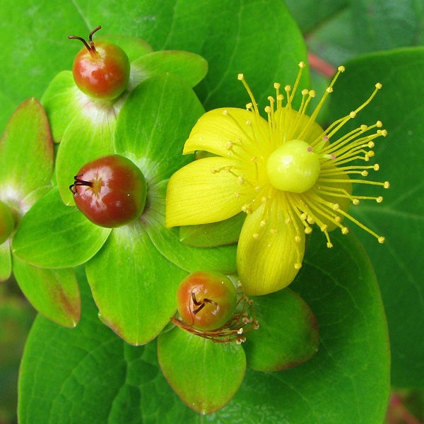 Gelbe Johanniskrautblüte mit roten Beeren und grünen Blättern