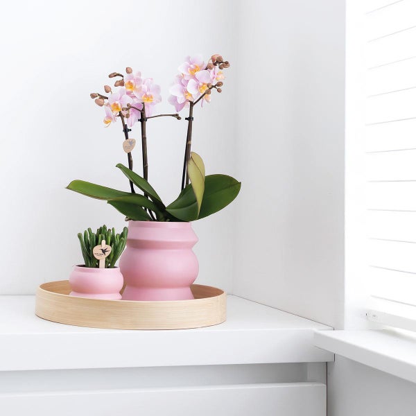 Kolibri Orchids COMBI DEAL von 2 Rosa Phalaenopsis Orchideen Andorra Topfgröße 9cm blühende Zimmerpflanze frisch vom Züchter