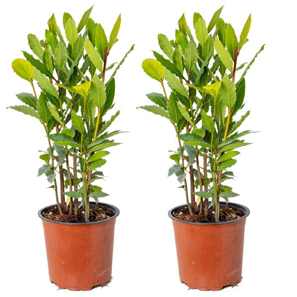 2x Laurus Nobilis - Küchenlorbeer - Strauch - Immergrün – ⌀15 cm - ↕30-45 cm