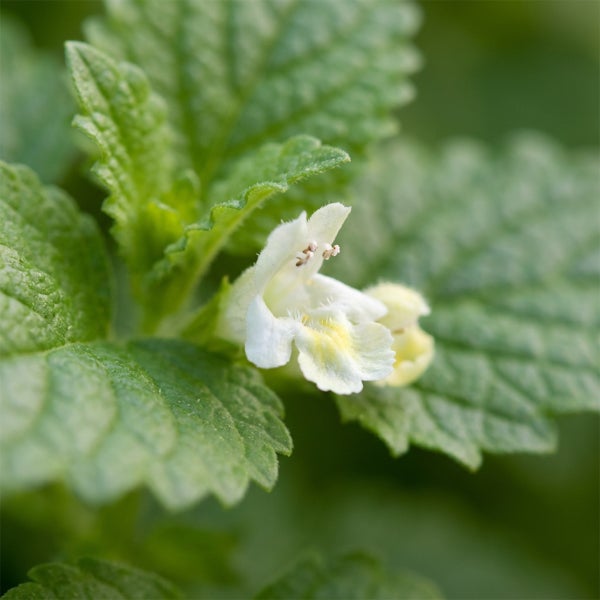 Nahaufnahme einer blühenden Zitronenmelisse mit strukturierten grünen Blättern und einer kleinen weißen Blüte.