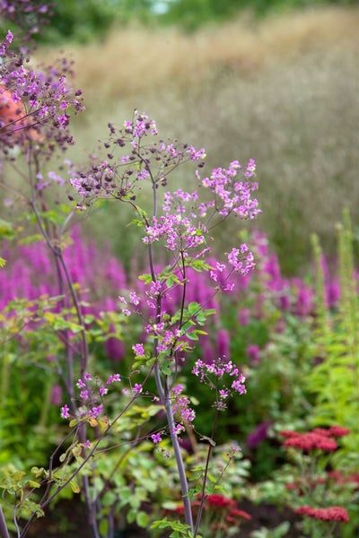 Thalictrum delavayi, Wiesenraute, zartlila, ca. 9x9 cm Topf