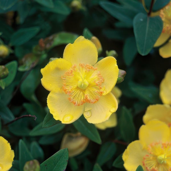 Gelbe Blüte des Johanniskrauts mit Wassertropfen auf den Blütenblättern vor grünen Blättern.