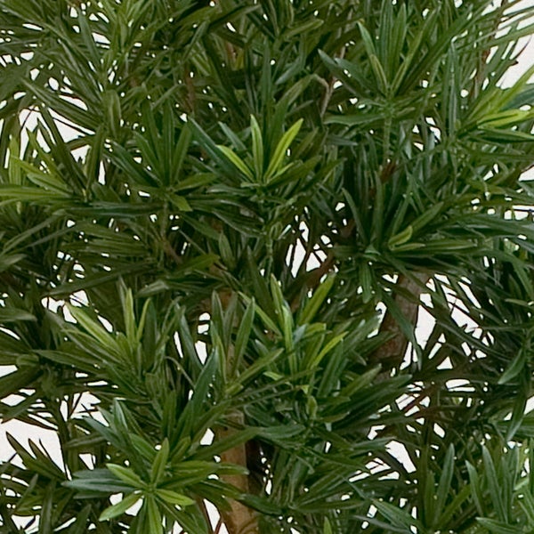 Detailansicht einer Steineibe mit dichten, schmalen, grünen Blättern an holzigen Zweigen.