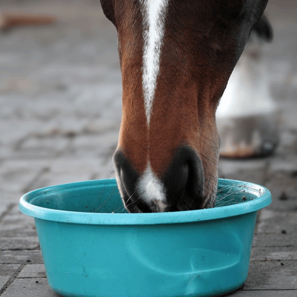 Pferd frisst aus einem blauen Trog.