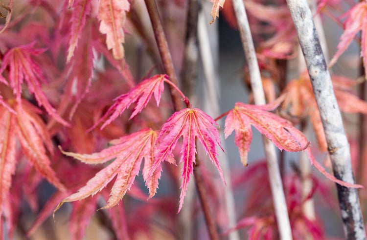 Acer palmatum 'Phoenix', Japanischer Ahorn, rot, 60–100 cm