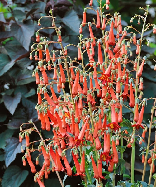 Phygelius x rectus 'African Queen', Kapfuchsie, orange-rot, ca. 11x11 cm Topf