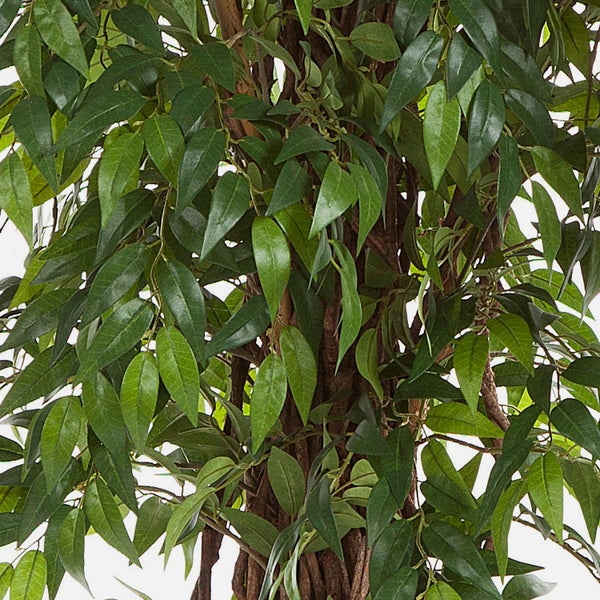 Detailaufnahme eines künstlichen Ficus mit spitzen Blättern und strukturiertem Stamm.