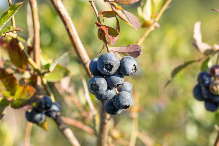 Reife Heidelbeeren hängen an einem Strauch mit grünen Blättern im Garten.