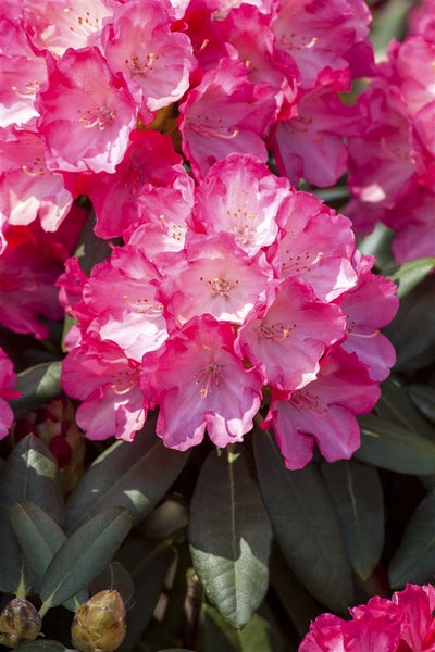 Rhododendron yakushimanum 'Fantastica', rosa-rot, 40–50 cm