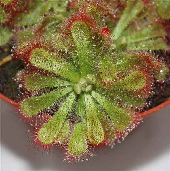 Sonnentau - Drosera alicae - 9cm Topf