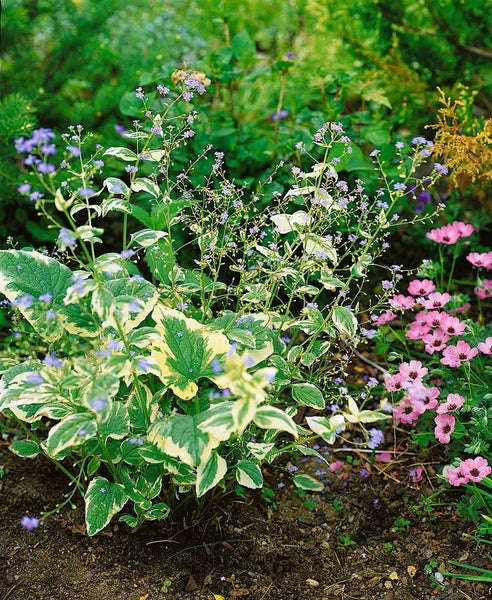 Brunnera macrophylla 'Variegata', Kaukasusvergissmeinnicht, ca. 11x11 cm Topf