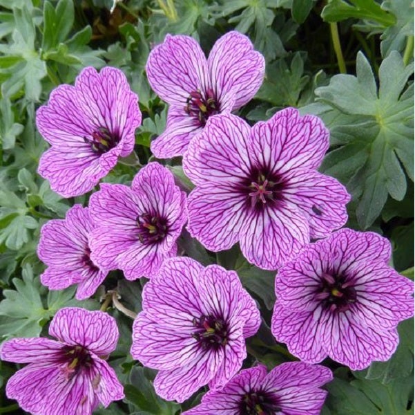 Nahaufnahme von lila Storchenschnabelblüten