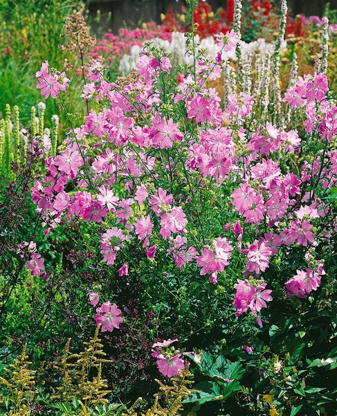 Malva moschata, Moschusmalve, rosa, ca. 9x9 cm Topf
