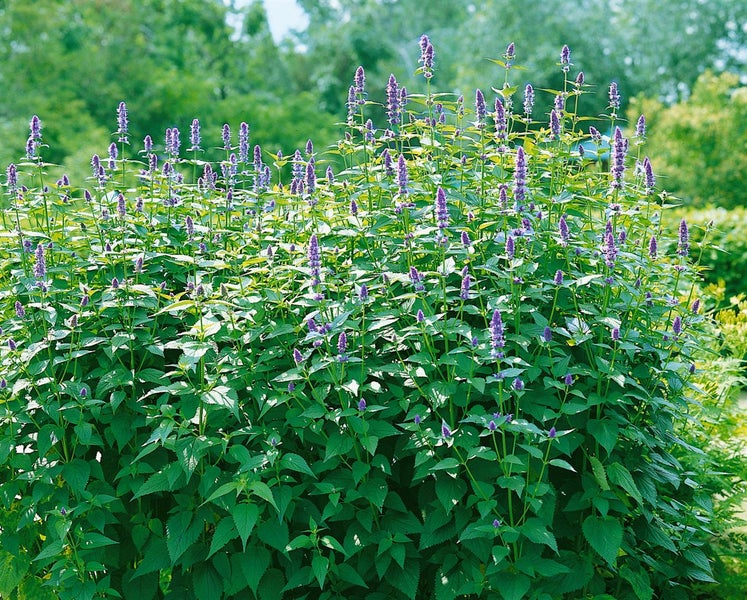 Eine üppige Ansammlung von Agastache-Pflanzen mit lila Blütenständen in einem Garten.