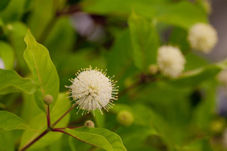 Cephalanthus occidentalis, Knopfbusch, 30–40 cm