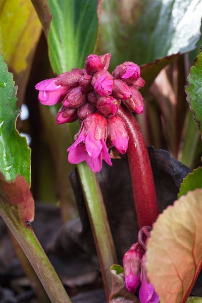 Bergenia cordifolia 'David', Riesensteinbrech, rosa Blüten, ca. 11x11 cm Topf