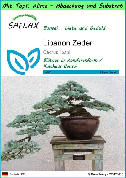 SAFLAX Garden to go - Libanon Zeder - Cedrus libani - 20 Samen - Mit Topf, Klima - Deckel und Anzuchtsubstrat