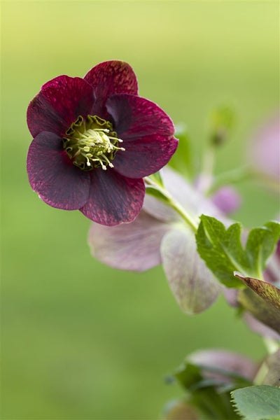 Helleborus x orientalis, rot, ca. 9x9 cm Topf