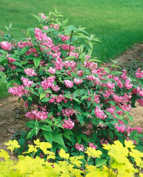 Deutzia magnifica 'Tourbillon Rouge', Maiblumenstrauch, rosa, 80–100 cm