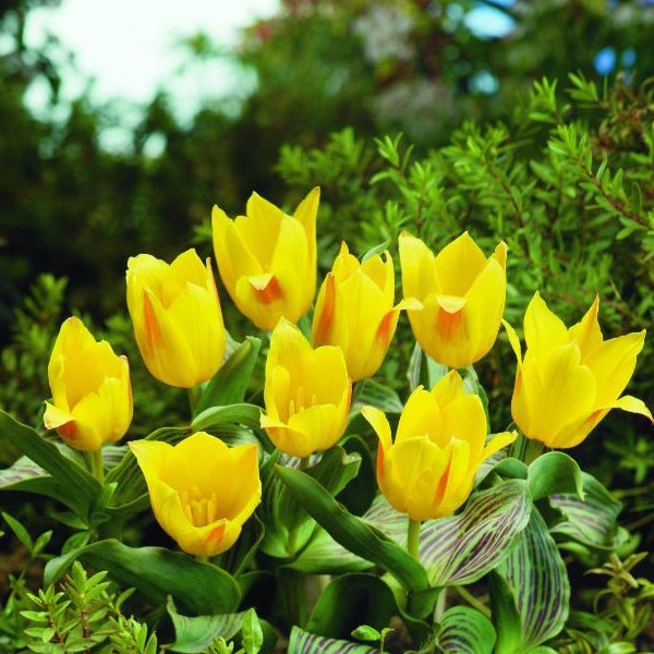 Gelbe Tulpen im Gartenbeet