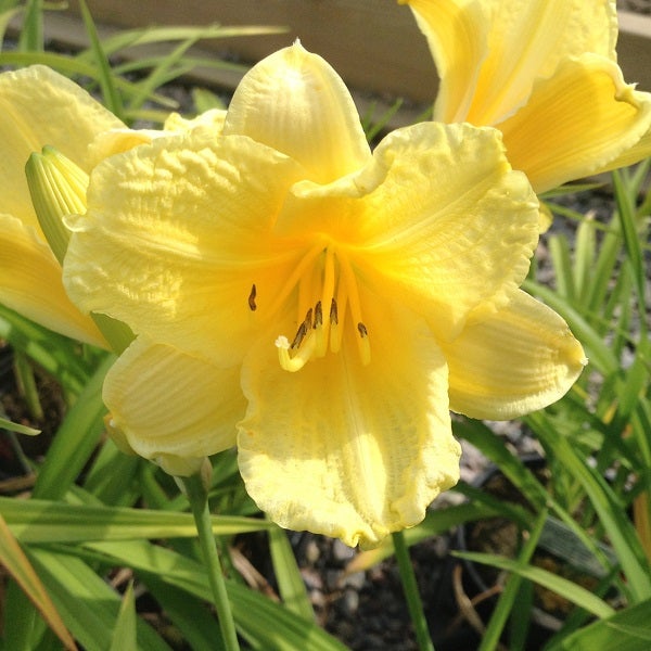 Nahaufnahme einer gelben Taglilienblüte