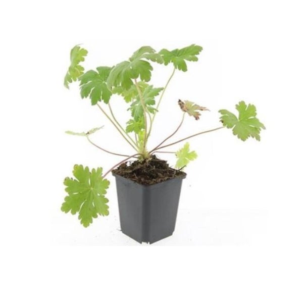 Bodendecker - Balkan-Storchschnabel - Geranium macrorrhizum 'Ingwersen's Variety' - 9cm Topf - Set mit 6 Pflanzen