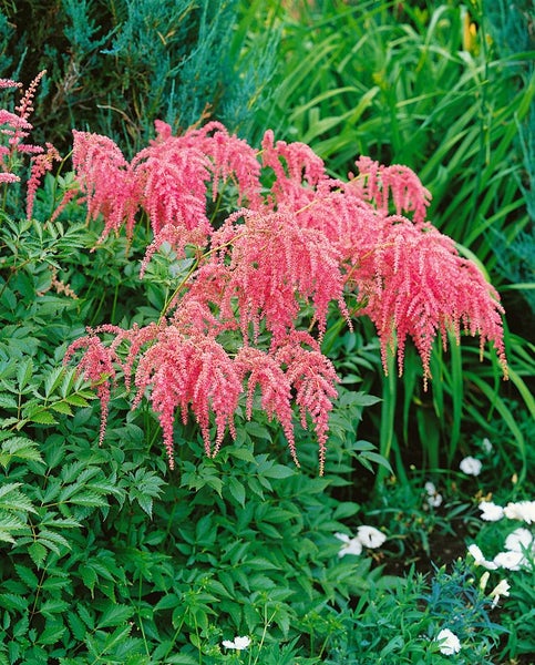 Astilbe thunbergii 'Straußenfeder', Prachtspiere, rosa, ca. 9x9 cm Topf