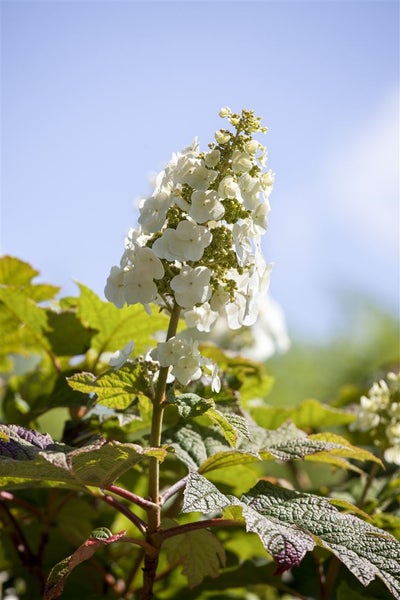 Hydrangea quercifolia 'Applause', Eichenblatthortensie, 40–60 cm