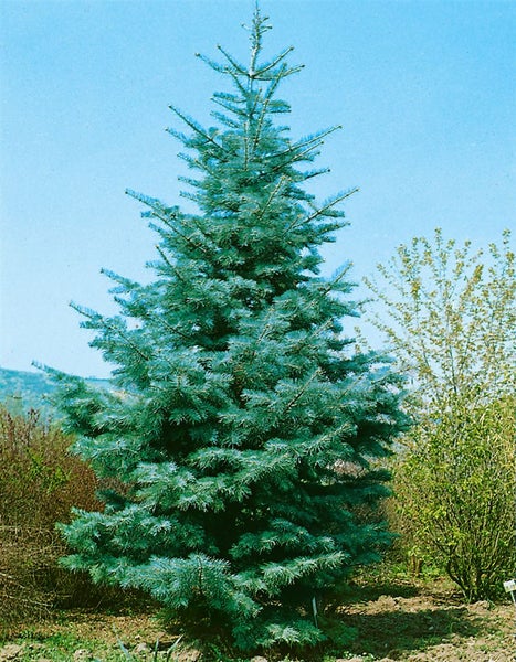 Abies concolor, Weiß-Tanne, 40–60 cm
