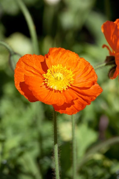 Papaver nudicaule 'Wonderland', Islandmohn, bunt, ca. 9x9 cm Topf