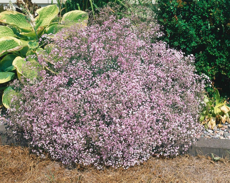 Gypsophila repens, Teppich-Schleierkraut, weiß, ca. 9x9 cm Topf