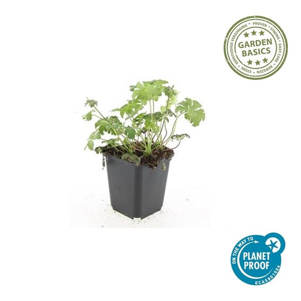 Bodendecker - Storchschnabel - Geranium cantabrigiense 'Cambridge' - 9cm Topf - Set mit 20 Pflanzen