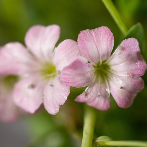 Nahaufnahme von rosa Schleierkrautblüten