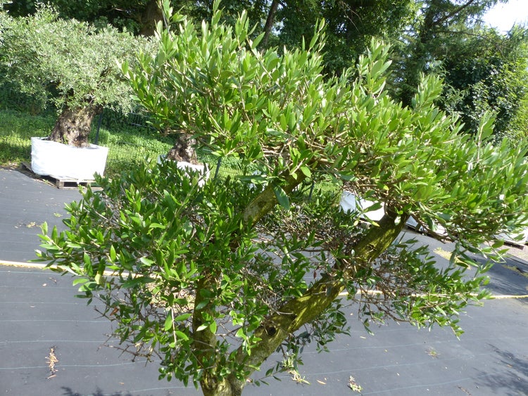 Olivenbaum (Olea europaea) mit dichtem grünem Laub und moosbewachsenem Stamm im Freien.